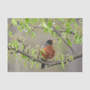 American Robin Spring Blossom Tissuepapier