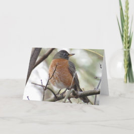 American Robin Wenskaart Kaart