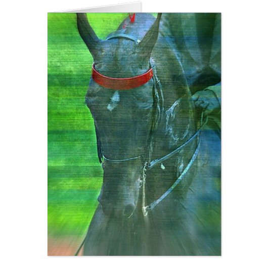 American Saddlebred (Voorkant)