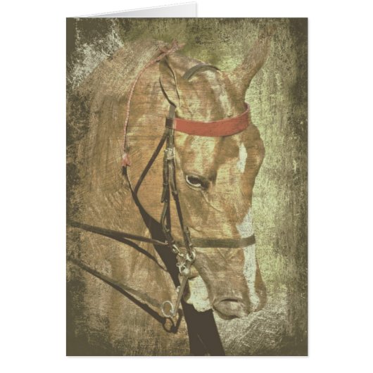 American Saddlebred (Voorkant)