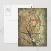 American Saddlebred Briefkaart (Voorkant / Achterkant)