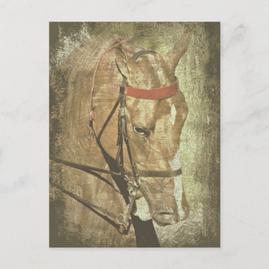 American Saddlebred Briefkaart (Voorkant)