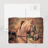 American Saddlebred Briefkaart (Voorkant / Achterkant)