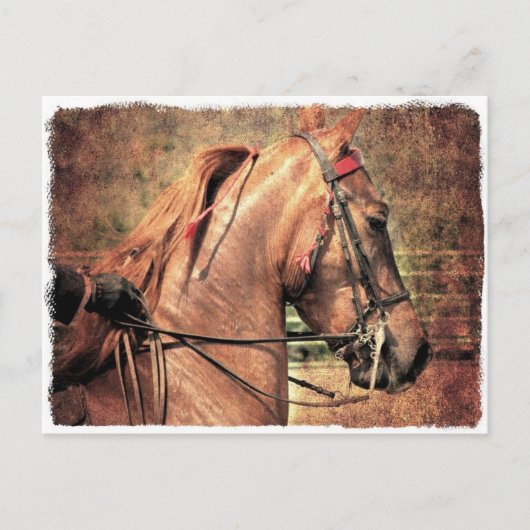 American Saddlebred Briefkaart (Voorkant)