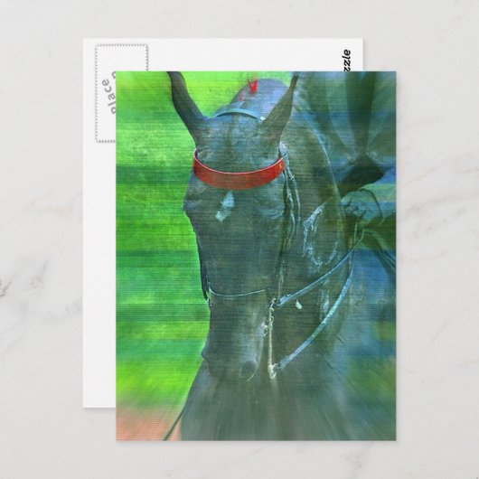 American Saddlebred Briefkaart (Voorkant / Achterkant)