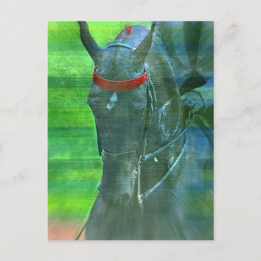 American Saddlebred Briefkaart (Voorkant)