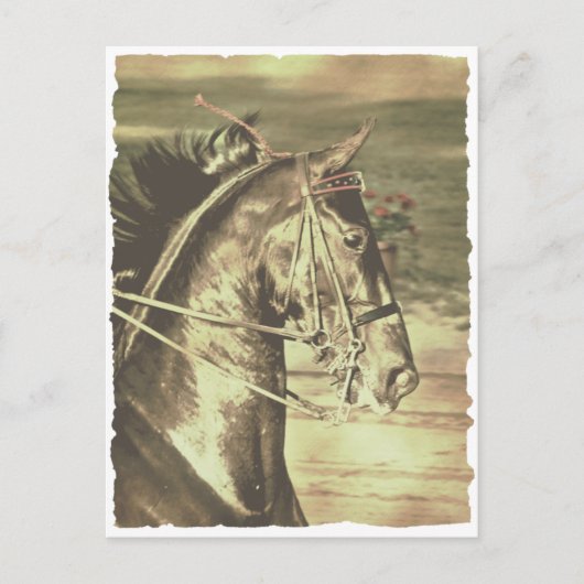 American Saddlebred Faux Briefkaart (Voorkant)