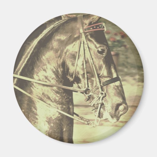 American Saddlebred Faux Magneet (Voorkant)