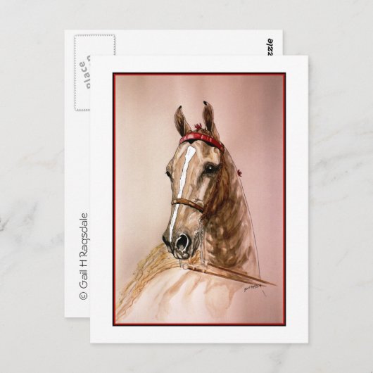American Saddlebred Horse Briefkaart (Voorkant / Achterkant)