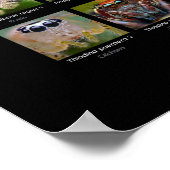 "American Salticids" Jumping Spider faces Poster (Hoek)