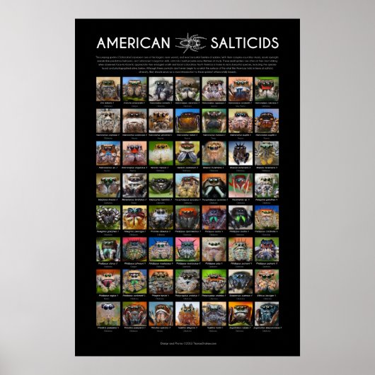 "American Salticids" Jumping Spider faces Poster (Voorkant)