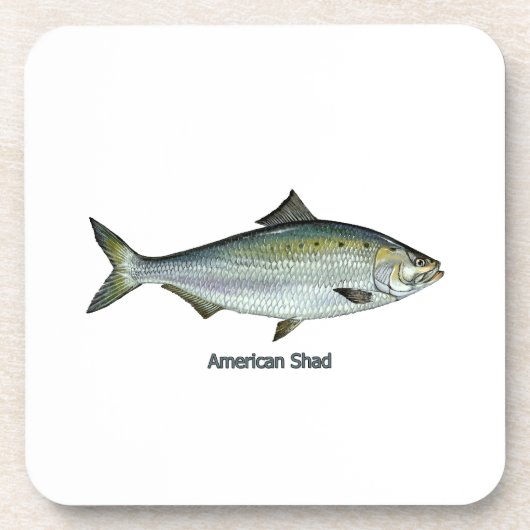 American Shad Onderzetter (Voorkant)