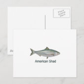 American Shad (titel) Briefkaart (Voorkant / Achterkant)