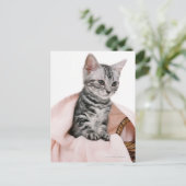 American Shorthair 2 Briefkaart (Staand voorkant)