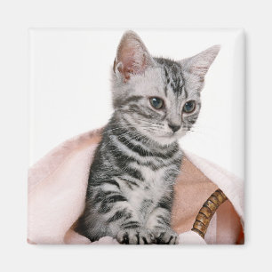 American Shorthair 2 Magneet