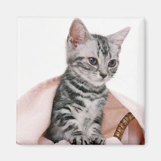 American Shorthair 2 Magneet (Voorkant)
