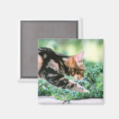 American Shorthair 7 Magneet (Voorkant / Achterkant)