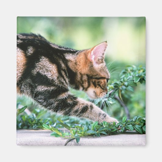 American Shorthair 7 Magneet (Voorkant)