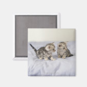 American Shorthair 7 Magneet (Voorkant / Achterkant)