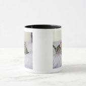 American Shorthair 7 Mok (Midden)