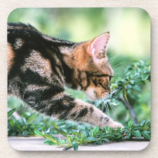 American Shorthair 7 Onderzetter (Voorkant)