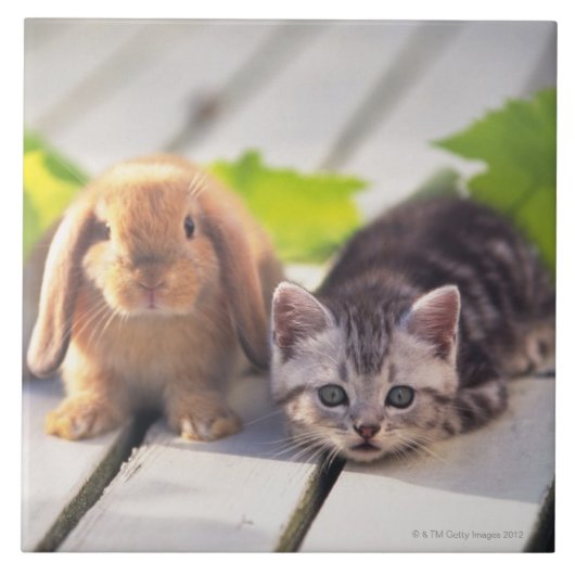 American Shorthair & Bunny Tegeltje (Voorkant)