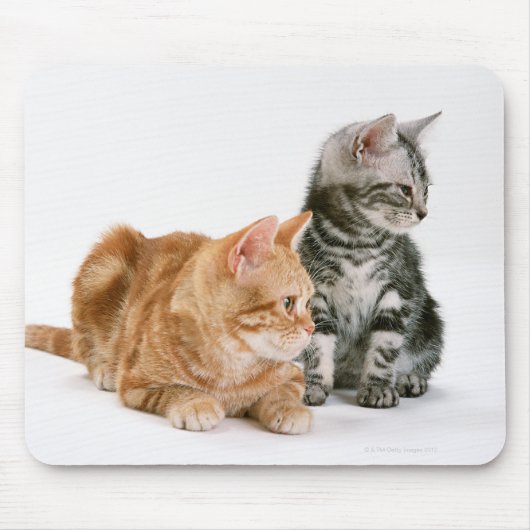 American Shorthair Cat 2 Muismat (Voorkant)