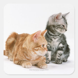 American Shorthair Cat 2 Vierkante Sticker