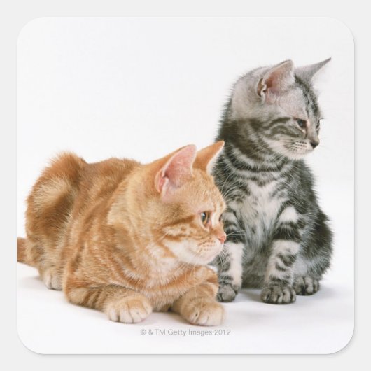 American Shorthair Cat 2 Vierkante Sticker (Voorkant)