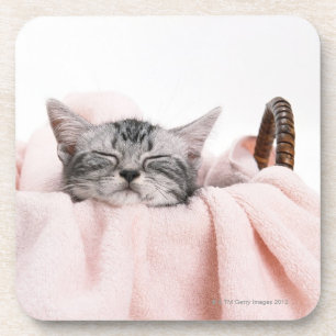 American Shorthair Cat Drankjes Onderzetter