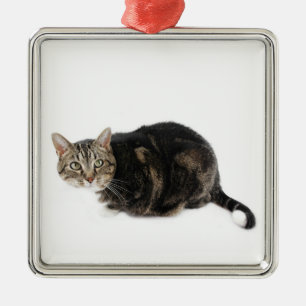 American Shorthair Cat Metalen Ornament