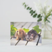 American Shorthair; is de populairste en meest pop Briefkaart (Staand voorkant)