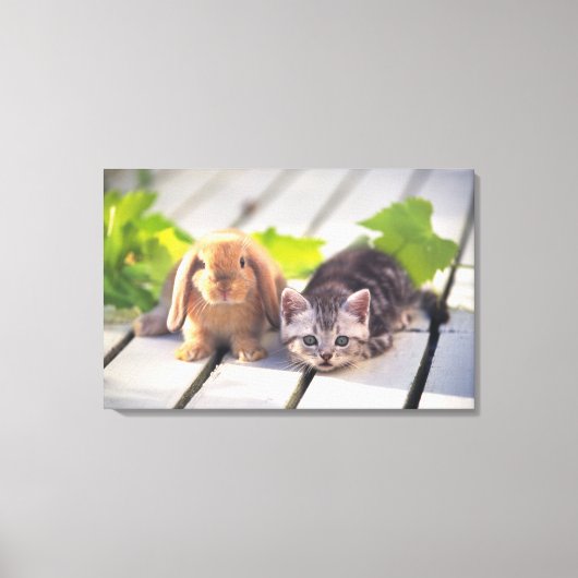 American Shorthair; is de populairste en meest pop Canvas Afdruk (Voorkant)