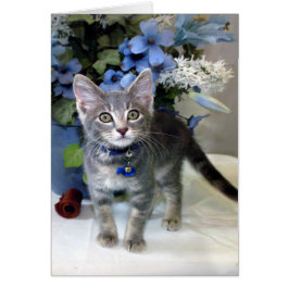 American Shorthair Kitten All Occasion Cards