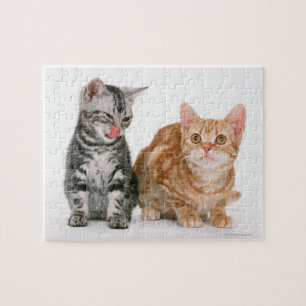 American Shorthair Legpuzzel