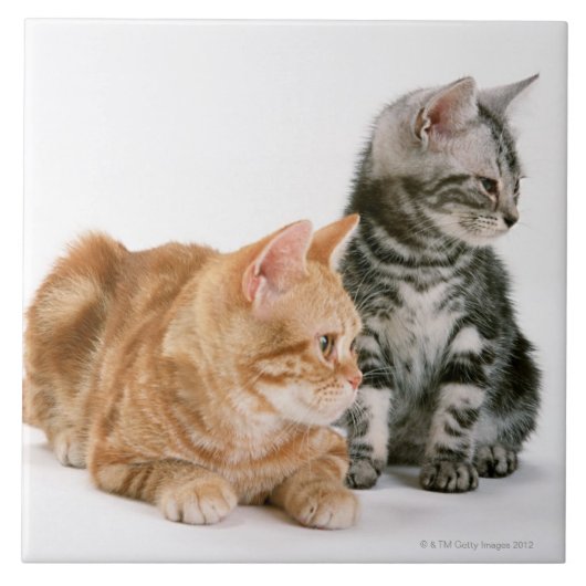 American Shorthair Tegeltje (Voorkant)