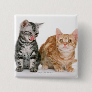 American Shorthair Vierkante Button 5,1 Cm