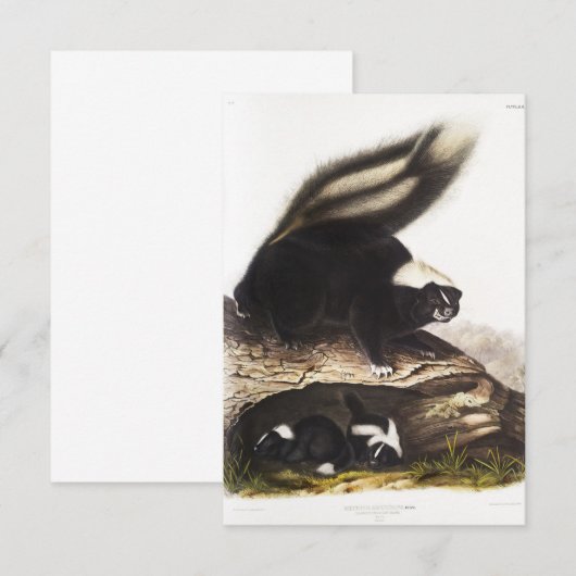 American Skunk Portrait Kaart (Voorkant / Achterkant)