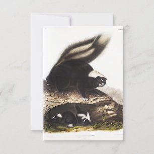 American Skunk Portrait Kaart