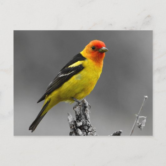 American Songbird Postcard Briefkaart (Voorkant)