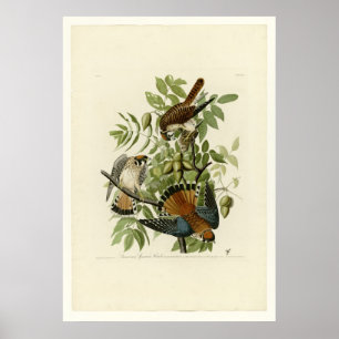 American Sparrow Hawk Poster