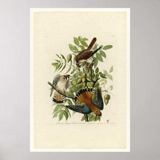 American Sparrow Hawk Poster (Voorkant)
