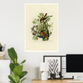 American Sparrow Hawk Poster (Thuiskantoor)