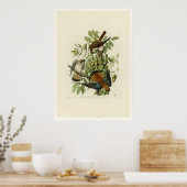 American Sparrow Hawk Poster (Keuken)