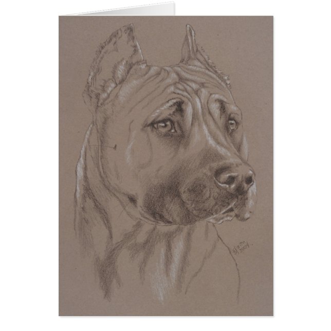 American Staffordshire Terrier (Voorkant)