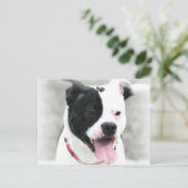 American Staffordshire Terrier Briefkaart (Staand voorkant)