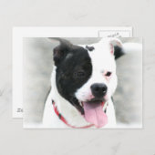 American Staffordshire Terrier Briefkaart (Voorkant / Achterkant)