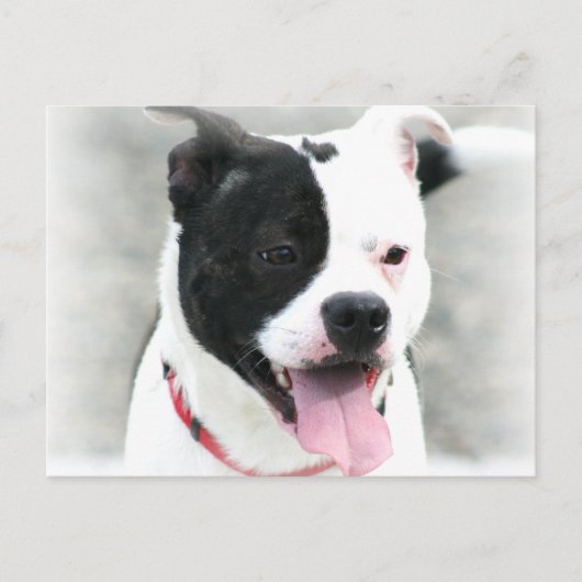American Staffordshire Terrier Briefkaart (Voorkant)