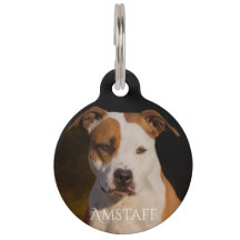 American Staffordshire Terrier