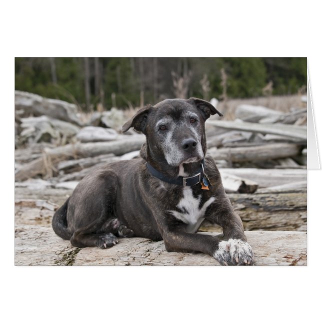 American Staffordshire Terrier Photo Card (Voorkant Horizontaal)